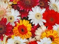 Gerbera Flower Royalty Free Stock Photo