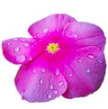 Gerbera flower, beauty, nature, colorful flowers Gerbera Royalty Free Stock Photo