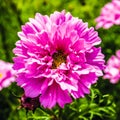 Gerbera flower, beauty, nature, colorful flowers Gerbera Royalty Free Stock Photo