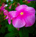 Gerbera flower, beauty, nature, colorful flowers Gerbera Royalty Free Stock Photo