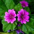 Gerbera flower, beauty, nature, colorful flowers Gerbera Royalty Free Stock Photo