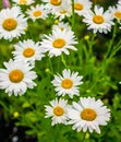 Gerbera flower, beauty, nature, colorful flowers Royalty Free Stock Photo