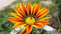 Gerbera flower with bee