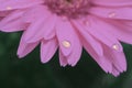 Gerbera flower blossom with water drops close up. Macro. Shallow depth of field.