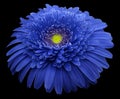 Gerbera flower blue. Flower isolated on black background. No shadows with clipping path. Close-up. Royalty Free Stock Photo