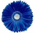 Gerbera flower blue. Flower isolated on a white background. No shadows with clipping path. Close-up. Royalty Free Stock Photo