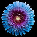 Gerbera flower blue-purple. Flower isolated on black background. No shadows with clipping path. Close-up. Royalty Free Stock Photo