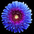 gerbera flower blue-purple. Flower isolated on black background. No shadows with clipping path. Close-up. Royalty Free Stock Photo