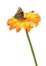 Gerbera flower with butterfly and ladybug Royalty Free Stock Photo
