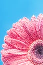 Gerbera flower close up. Floral background. Royalty Free Stock Photo