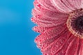 Gerbera flower close up. Floral background. Royalty Free Stock Photo