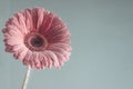 Gerbera flower close up. Floral background.