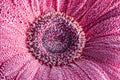 Gerbera flower close up. Floral background. Royalty Free Stock Photo