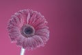 Gerbera flower close up. Floral background. Royalty Free Stock Photo