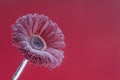 Gerbera flower close up. Floral background. Royalty Free Stock Photo