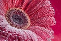 Gerbera flower close up. Floral background. Royalty Free Stock Photo