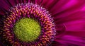 Gerbera flower close up. Macro photography. Card Gerbera Flower. Natural romantic conceptual floral Macro background Royalty Free Stock Photo