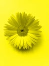 Gerbera flower. Close-up photo in yellow color. Pop art style