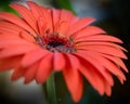 Gerbera Flower Close-up View Royalty Free Stock Photo