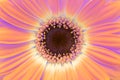 Gerbera flower closeup background. Saturation color