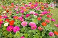 Gerbera flower colorfu