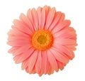 Gerbera flower of coral color isolated on white background Royalty Free Stock Photo