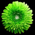 Gerbera flower green. Flower isolated on black background. No shadows with clipping path. Close-up. Royalty Free Stock Photo