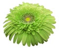 Gerbera flower green. Flower isolated on white background. No shadows with clipping path. Close-up. Royalty Free Stock Photo