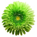 Gerbera flower green. Flower isolated on white background. No shadows with clipping path. Close-up. Royalty Free Stock Photo