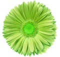gerbera flower green. Flower isolated on a white background. No shadows with clipping path. Close-up. Royalty Free Stock Photo