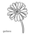 Gerbera flower in hand drawn style isolated on white background Royalty Free Stock Photo