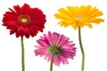Gerbera flower head collection Royalty Free Stock Photo