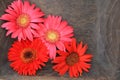 Pink and orange gerbera flower heads Royalty Free Stock Photo