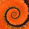 Gerbera flower infinity spiral abstract background Royalty Free Stock Photo