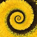 Gerbera flower infinity spiral abstract background Royalty Free Stock Photo