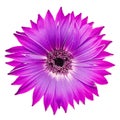 Gerbera flower on isolated background with clipping path. Closeup. For design. Royalty Free Stock Photo