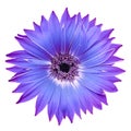 Gerbera flower on isolated background with clipping path. Closeup. For design. Royalty Free Stock Photo