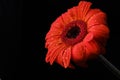 Gerbera flower isolated on black background in drops of water