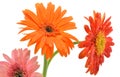 Gerbera flower Royalty Free Stock Photo