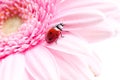 Gerbera flower and ladybug Royalty Free Stock Photo