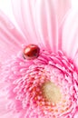 Gerbera flower and ladybug Royalty Free Stock Photo