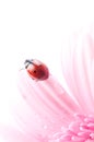 Gerbera flower and ladybug Royalty Free Stock Photo