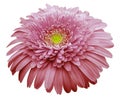 Gerbera flower light pink. Flower isolated on white background. No shadows with clipping path. Close-up. Royalty Free Stock Photo