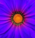 Gerbera flower macro - blue Royalty Free Stock Photo