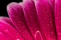 Gerbera Flower Macro Photo Royalty Free Stock Photo