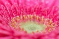 Gerbera Flower Macro Photo Royalty Free Stock Photo