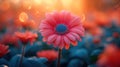 gerbera flower macro plant background Royalty Free Stock Photo