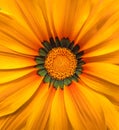 Gerbera flower macro - yellow Royalty Free Stock Photo