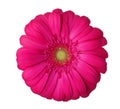 Gerbera flower of magenta color isolated on white background Royalty Free Stock Photo