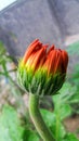 Gerbera flower